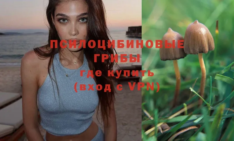 дарнет шоп  Зеленокумск  Псилоцибиновые грибы Psilocybe 